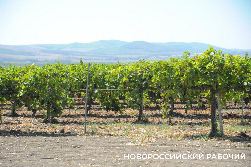 В Новороссийске пришло время есть собственный виноград. Где, почем, какойвкуснее